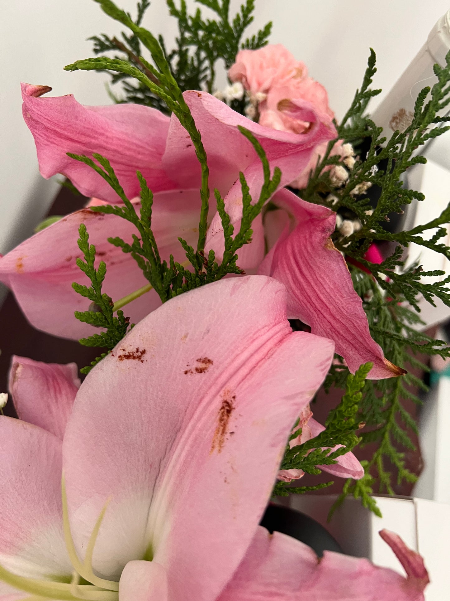 "Brinda Bonito" con 19 Crimes.